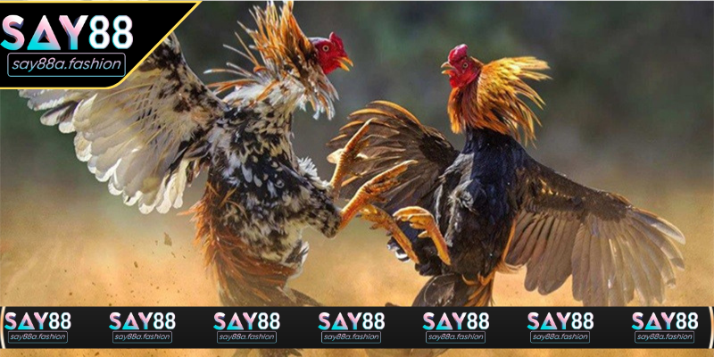 Giao diện sảnh đá gà trực tuyến chất lượng cao tại SAY88