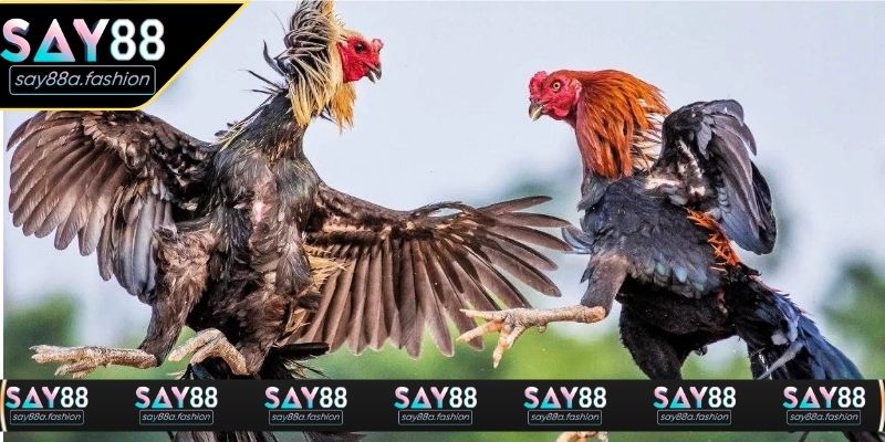 Chiến kê tuyển chọn kỹ càng trước khi vào trận đấu gà thomo