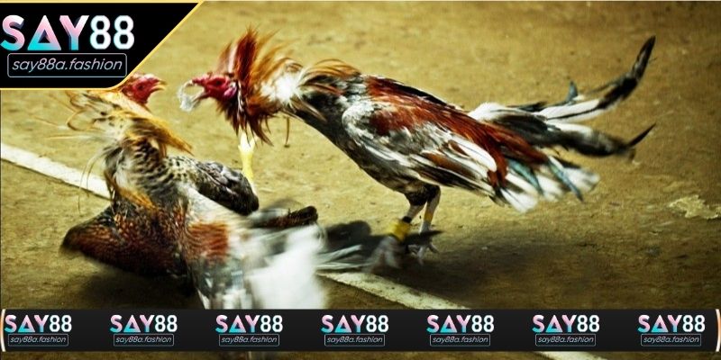 Đá gà thomo được mô phỏng chân thực với âm thanh sống động