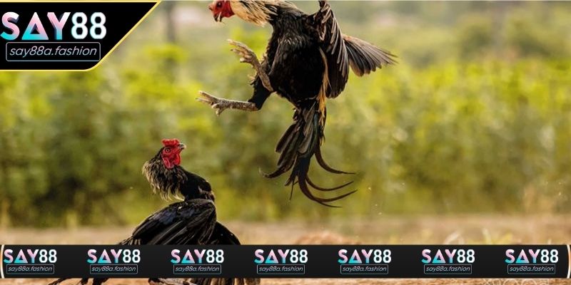 Quan sát dáng đứng và cách di chuyển giúp đánh giá phong độ chiến kê