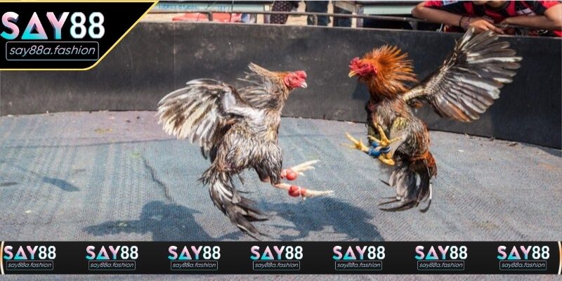 Đá gà trực tiếp C1 được chuẩn bị kỹ khi bước vào sàn thi đấu