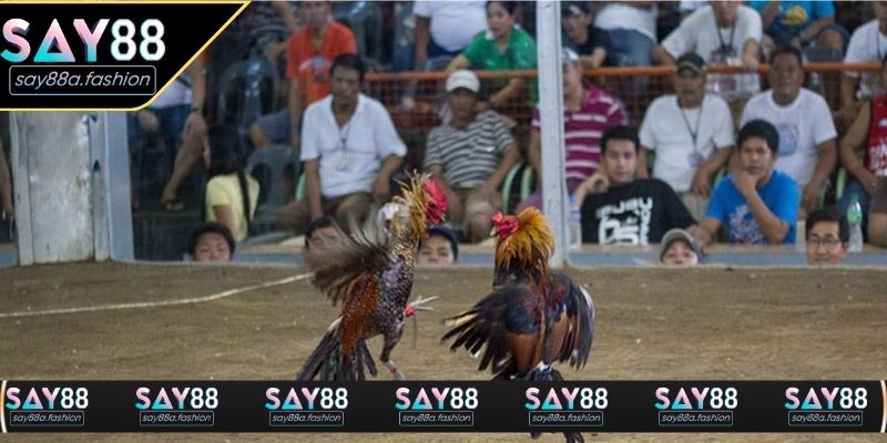 Hình ảnh trường gà được ghi hình sắc nét với góc quay gần