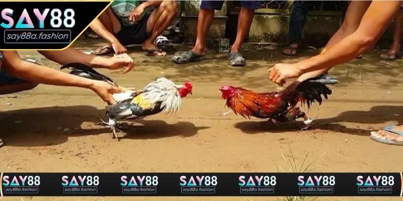 Quan sát đá gà trực tiếp C1 giúp người xem đánh giá tốt mạch trận