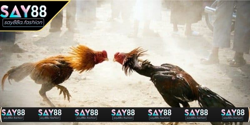 sv388 trực tiếp đá gà