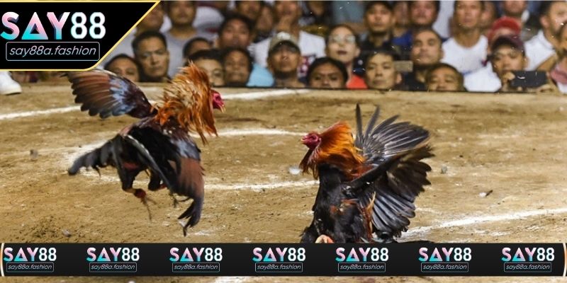 Quan sát sv388 trực tiếp đá gà ngay từ đầu để nắm nhịp đấu